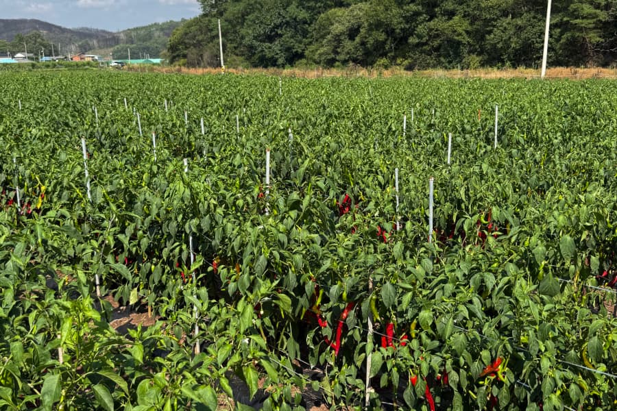 축분바이오차 활용 저탄소 기술 보급 실증사업
