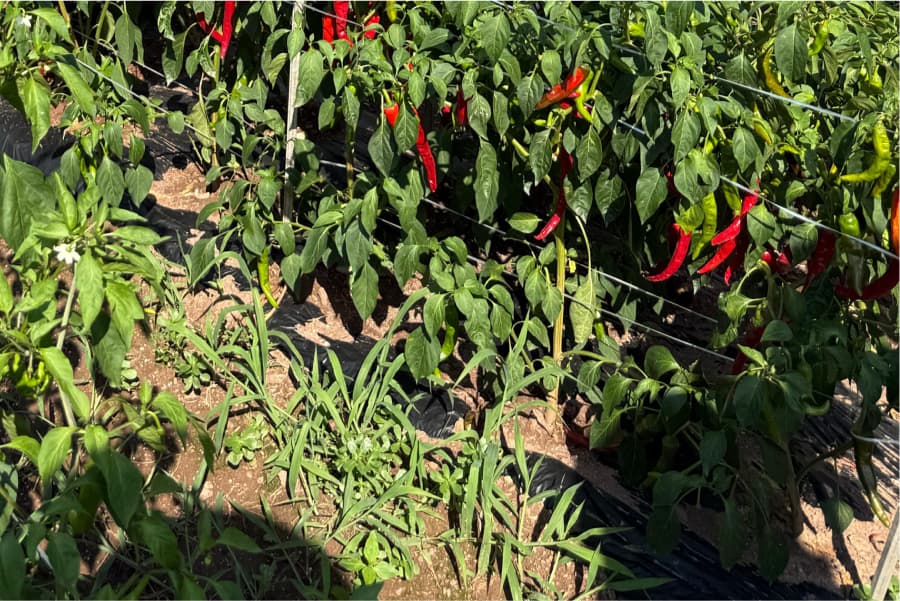 축분바이오차 활용 저탄소 기술 보급 실증사업